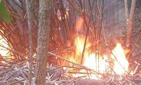 Thừa Thiên Huế: Cháy rừng nghi do đốt vàng mã
